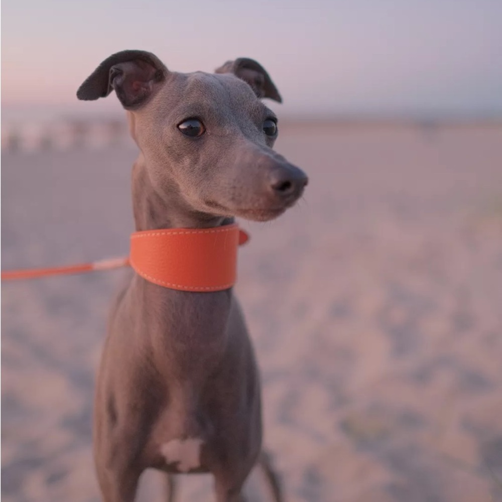 Collars of Sweden vegan martingale collar